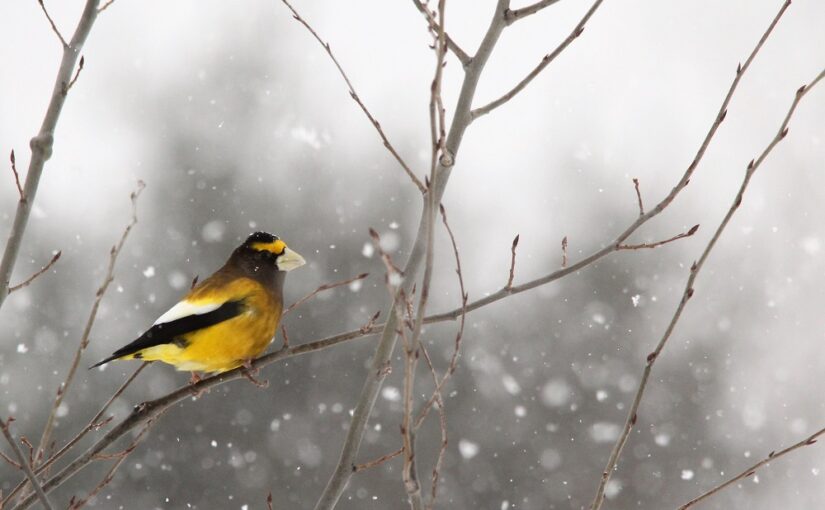 Recensement des oiseaux de Noël — perpétuez la tradition de la science communautaire!