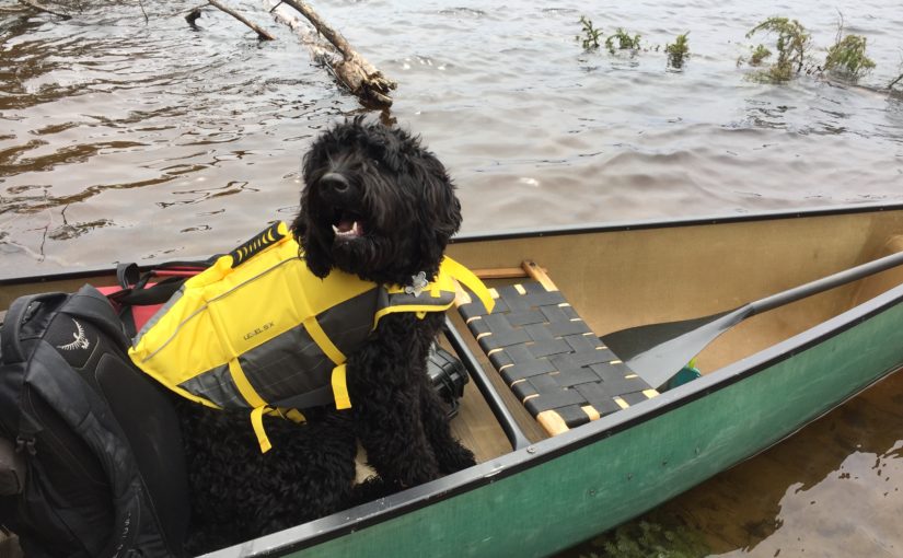 black dog in a canoe