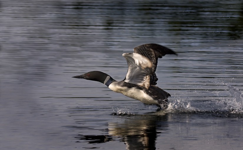 Help us count the loons at Killarney