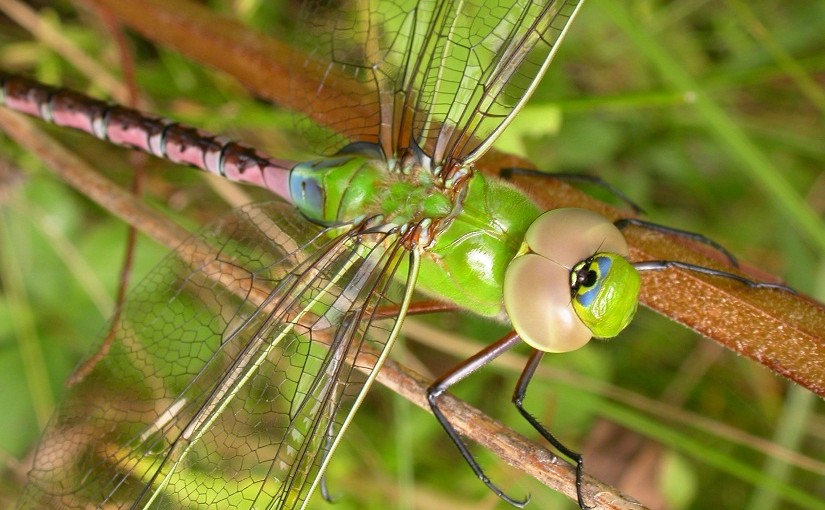 10 cool facts about dragonflies