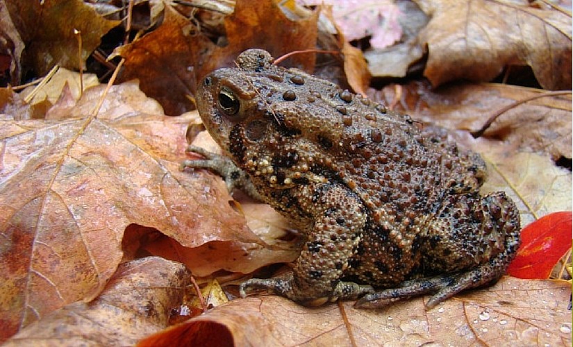Where do frogs & toads go in the winter?