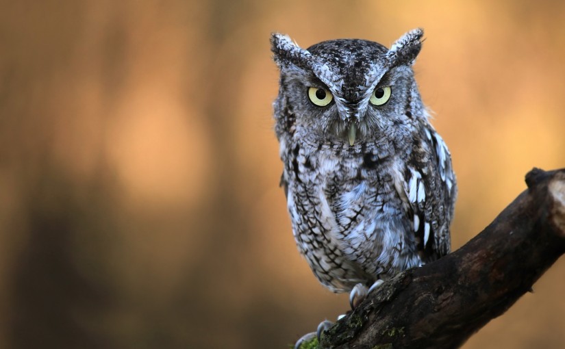 Owl-induced whiplash