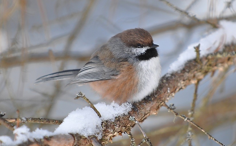 A winter birding challenge