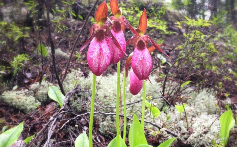 Orchids of the north: the life of the Moccasin Flower