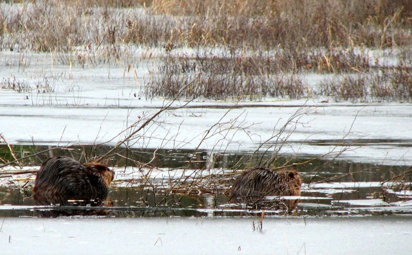 April is for beaver-watching at Algonquin