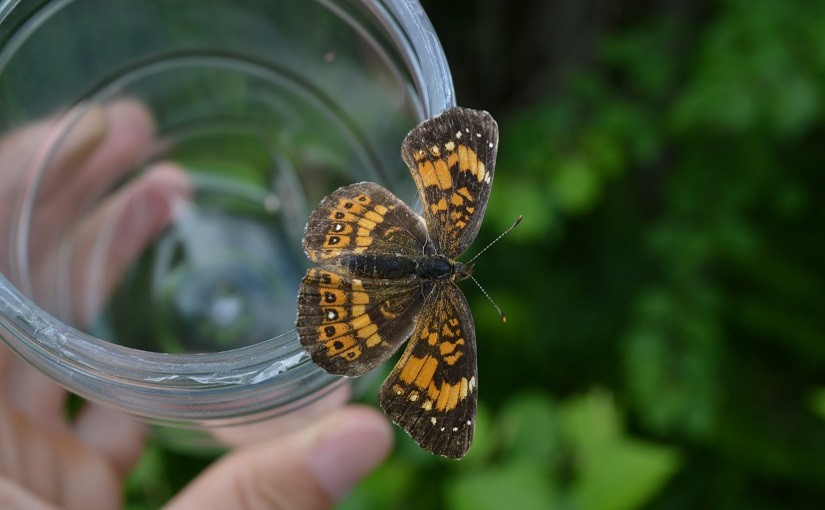Calling all citizen scientists: come to the Killarney Butterfly Count
