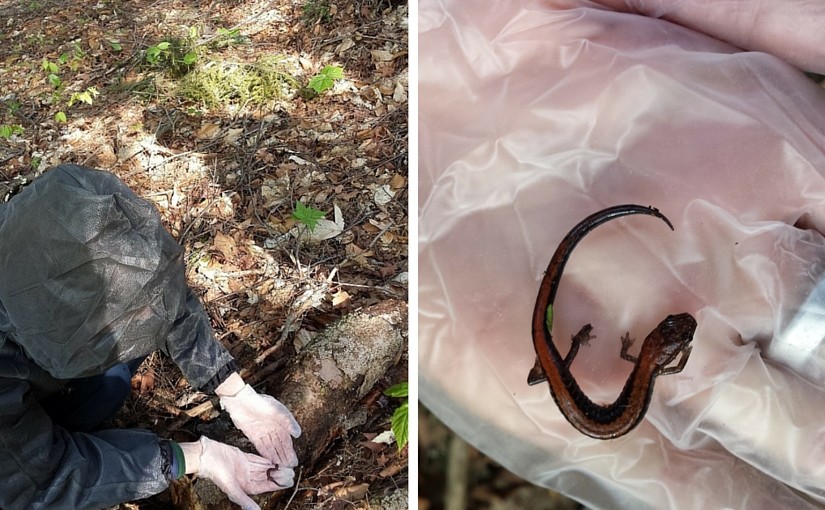 Downed trees become habitat for eastern red-backed salamanders
