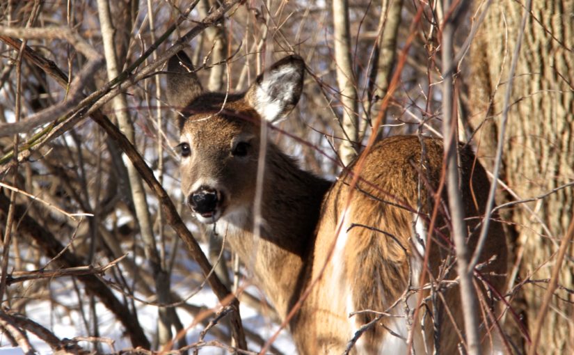 deer standing in winter branches