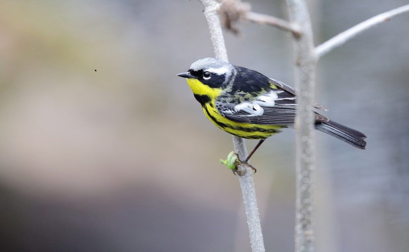 Small yellow, black and white bird on branch in spring