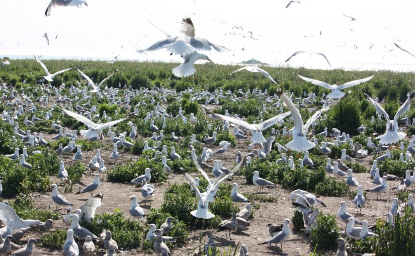 Hundreds of gulls standing and flying on a dirt ground with thistle and grasses in the background