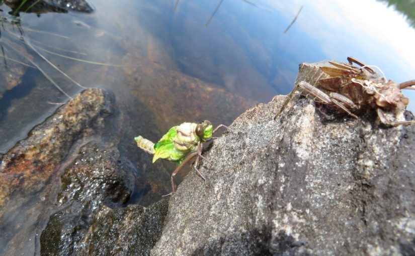 Green bug crawling up a rock on the edge of a lake