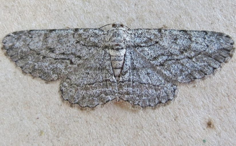The Murphys Point moth craze