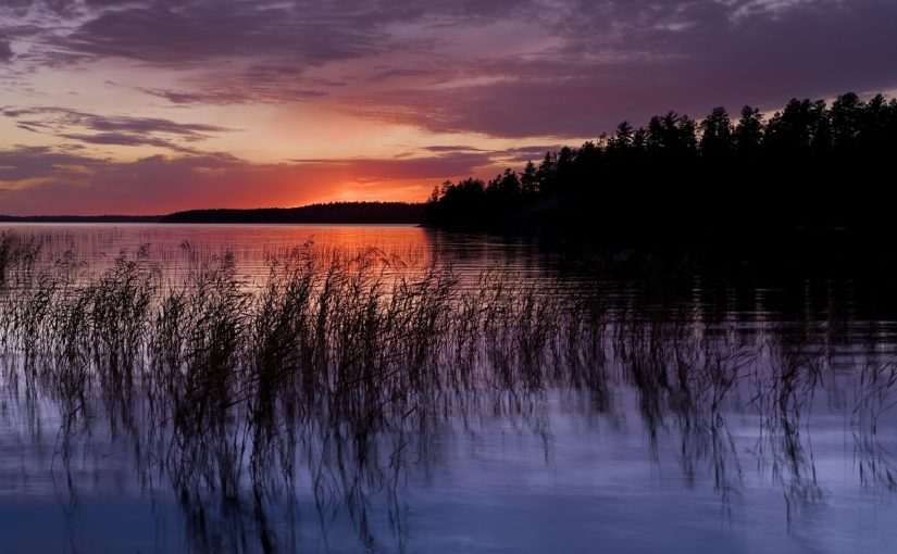 Lake with forest and aquatic plants at sunset