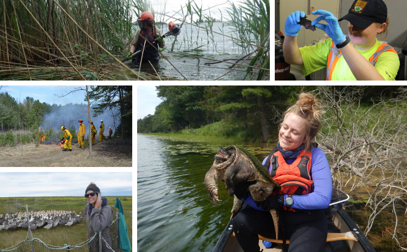 Collage of female staff conducting research in parks