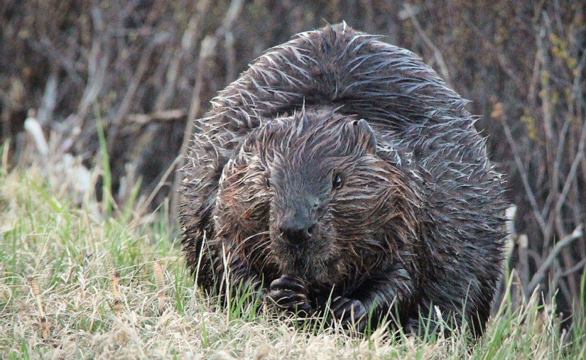 beaver on edge of pond