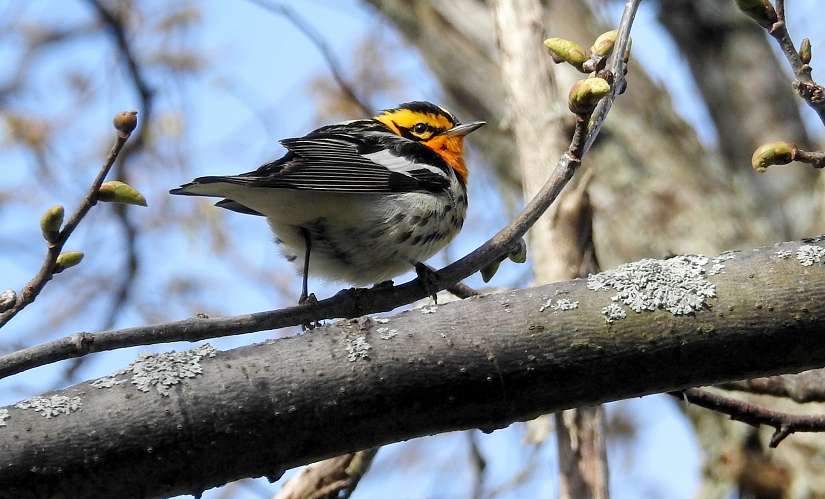 Blackburian Warbler on branch
