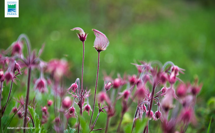 Prairie Smoke - many pink fluffy flowers