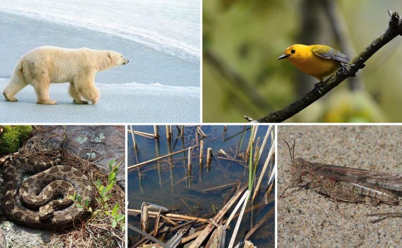photo collage of species at risk