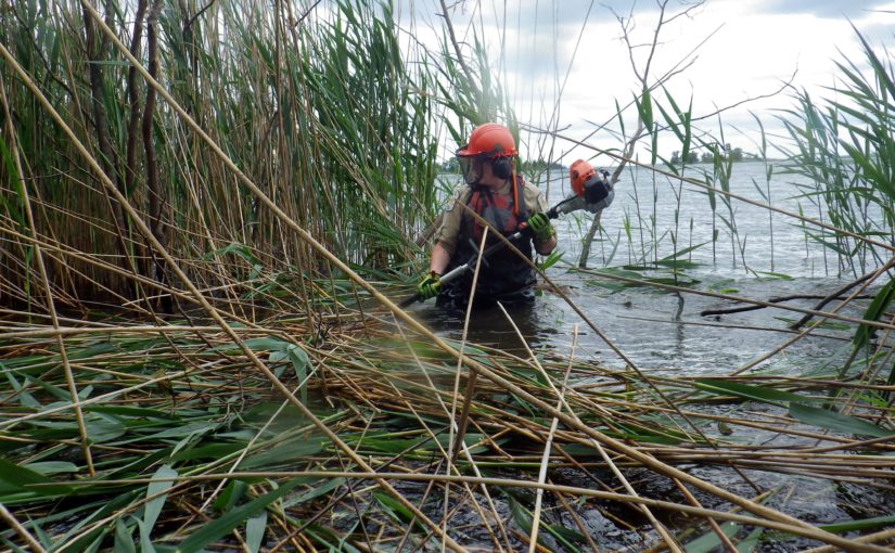 Rebecca clearing phragmites from the water.