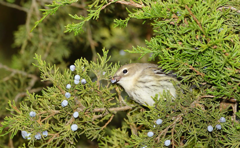 Fall warbler migration at Rondeau Provincial Park