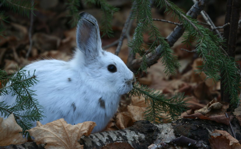 How 6 species at Ontario Parks survive the winter