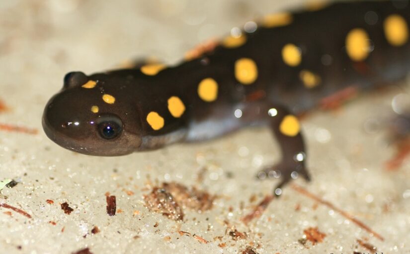 The Spotted Salamander, harbinger of spring
