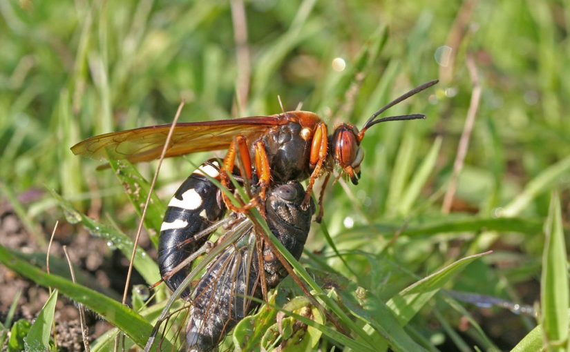 Killer Cicada Wasp