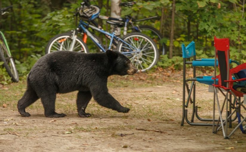 4 tips for a bear-free campsite