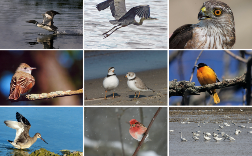 Birds and biodiversity