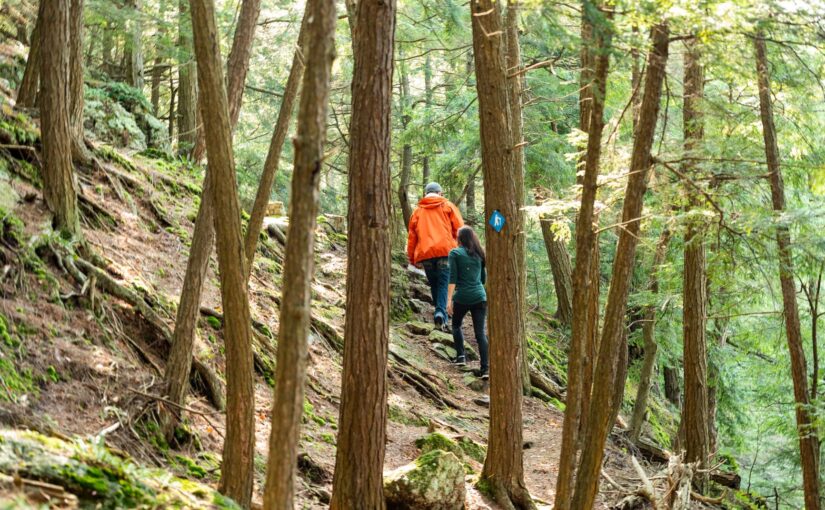 Two hikers on trail in forest