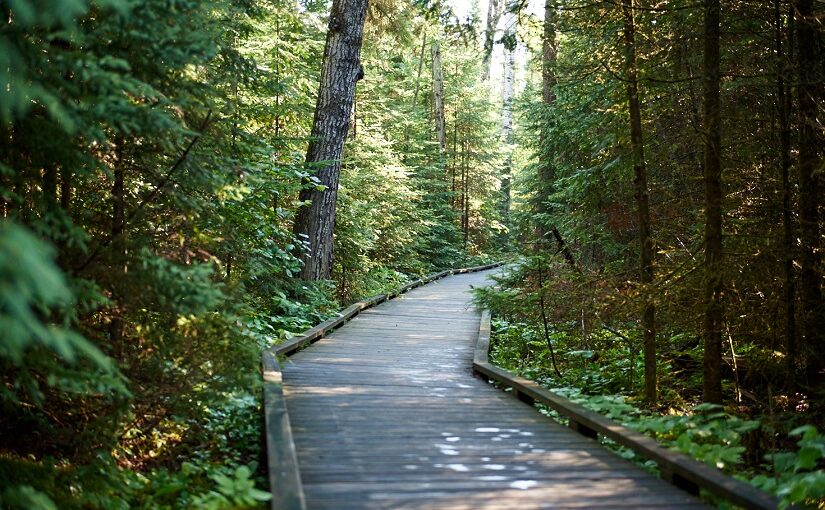 Boardwalk through the forest.