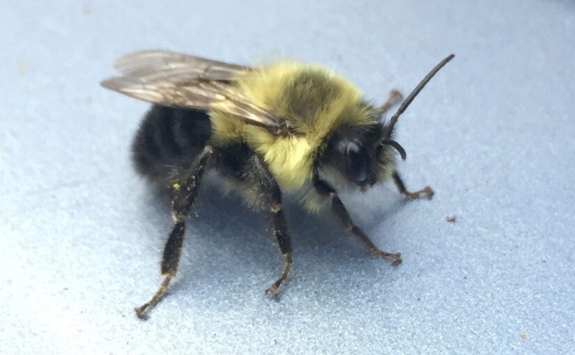 Bumble bee.