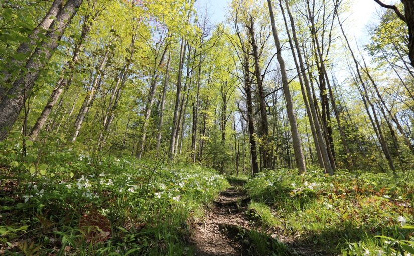 5 fantastic forests to visit this spring
