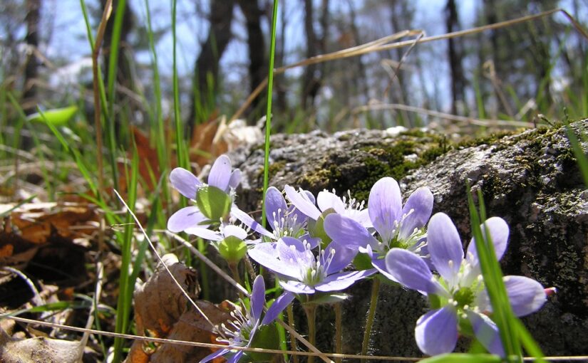 5 Ontario wildflowers to spot this spring