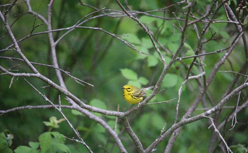 Birding with benefits: therapeutic benefits of bird watching
