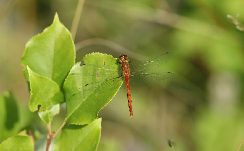 A Dragonfly with a red body and lacy wings perched on a light green leaf.