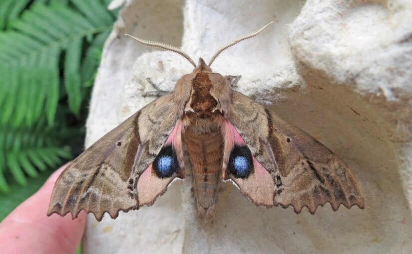 5 common moths and how to identify them