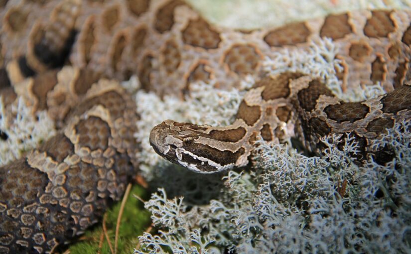 coiled massasauga rattlesnake