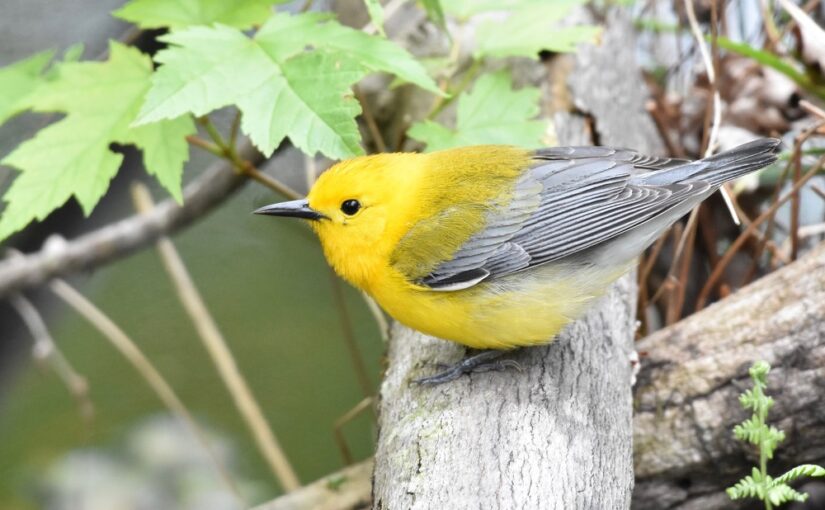 The flight of the Prothonotary Warbler