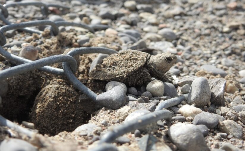 Building a safe haven with Samuel de Champlain Provincial Park’s artificial turtle nesting site