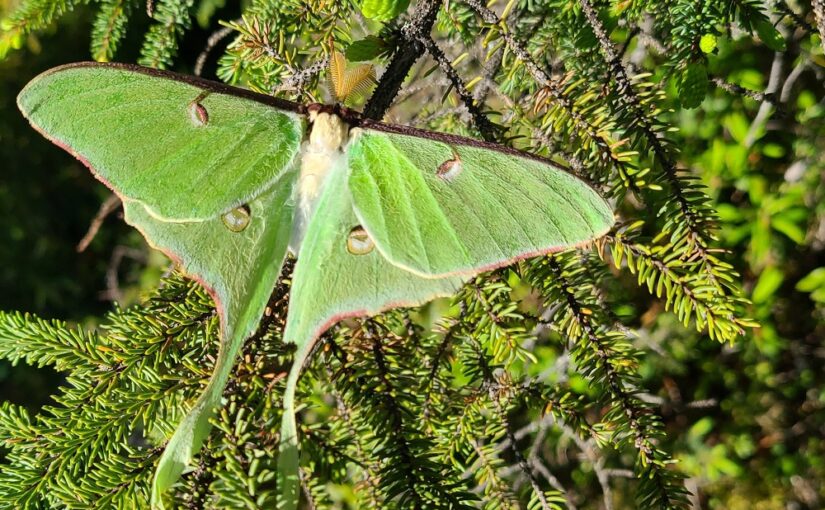 Surviving with sounds: the Luna Moth’s story