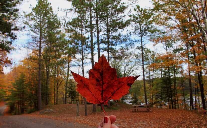 red maple leaf being held in front of fall colours campsite