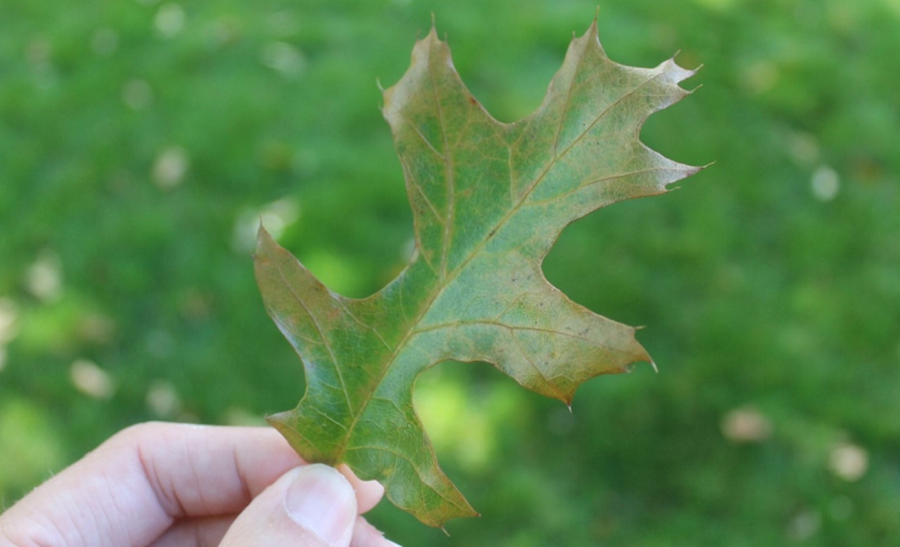 What YOU need to know to keep oak wilt out of Ontario Parks!